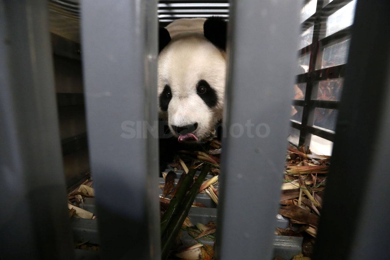 Giant Panda Cai Tao...