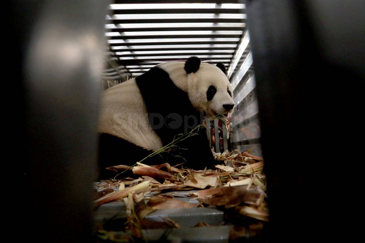 Giant Panda Cai Tao...
