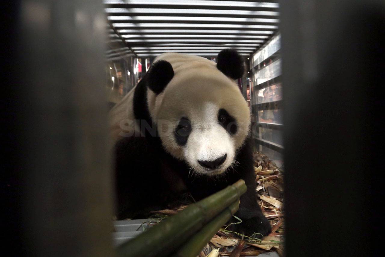 Giant Panda Cai Tao...