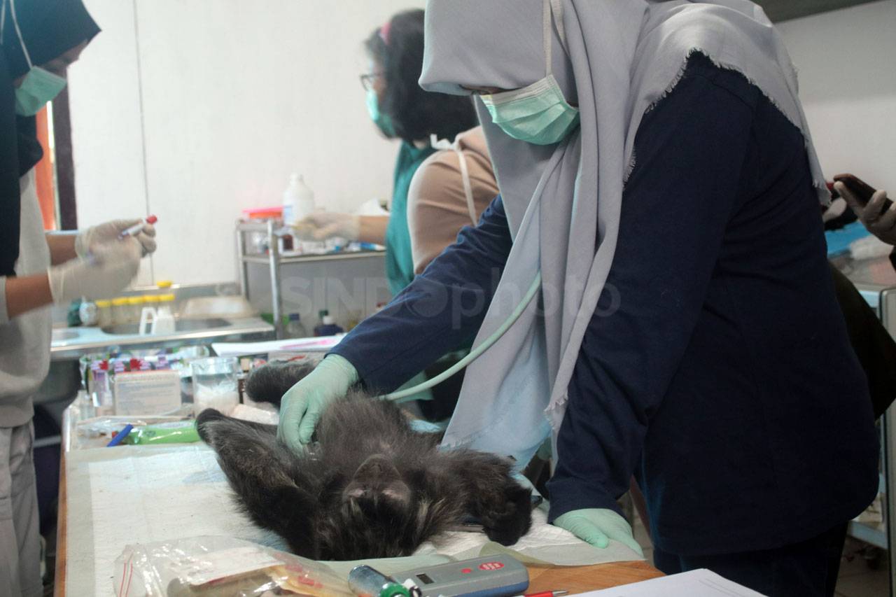 14 Ekor Lutung Jawa...
