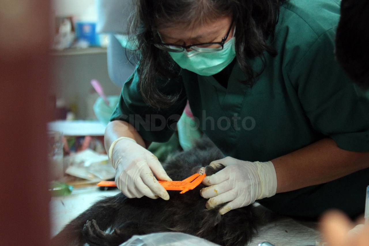 14 Ekor Lutung Jawa...