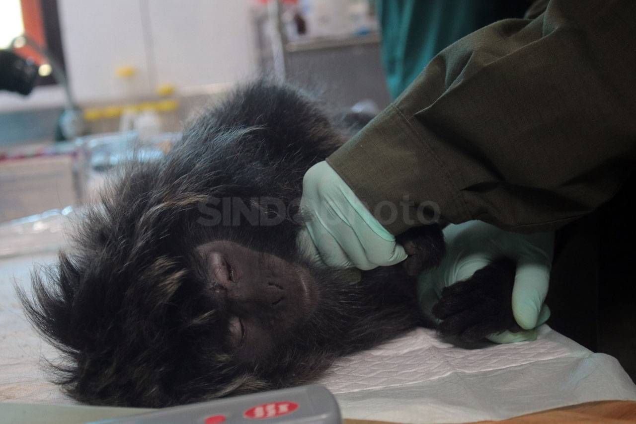14 Ekor Lutung Jawa...