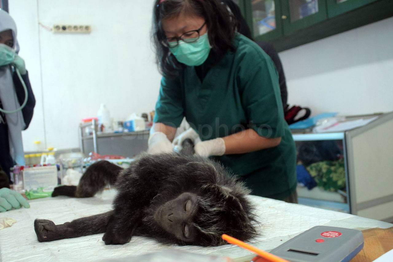 14 Ekor Lutung Jawa...