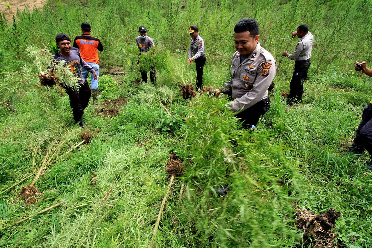 Belasan Hektar Ladang...