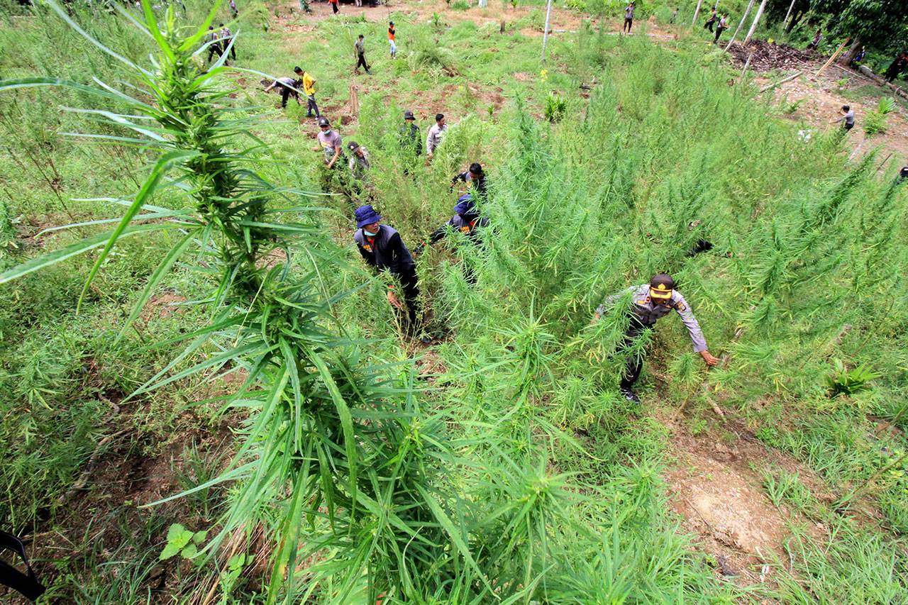 Belasan Hektar Ladang...