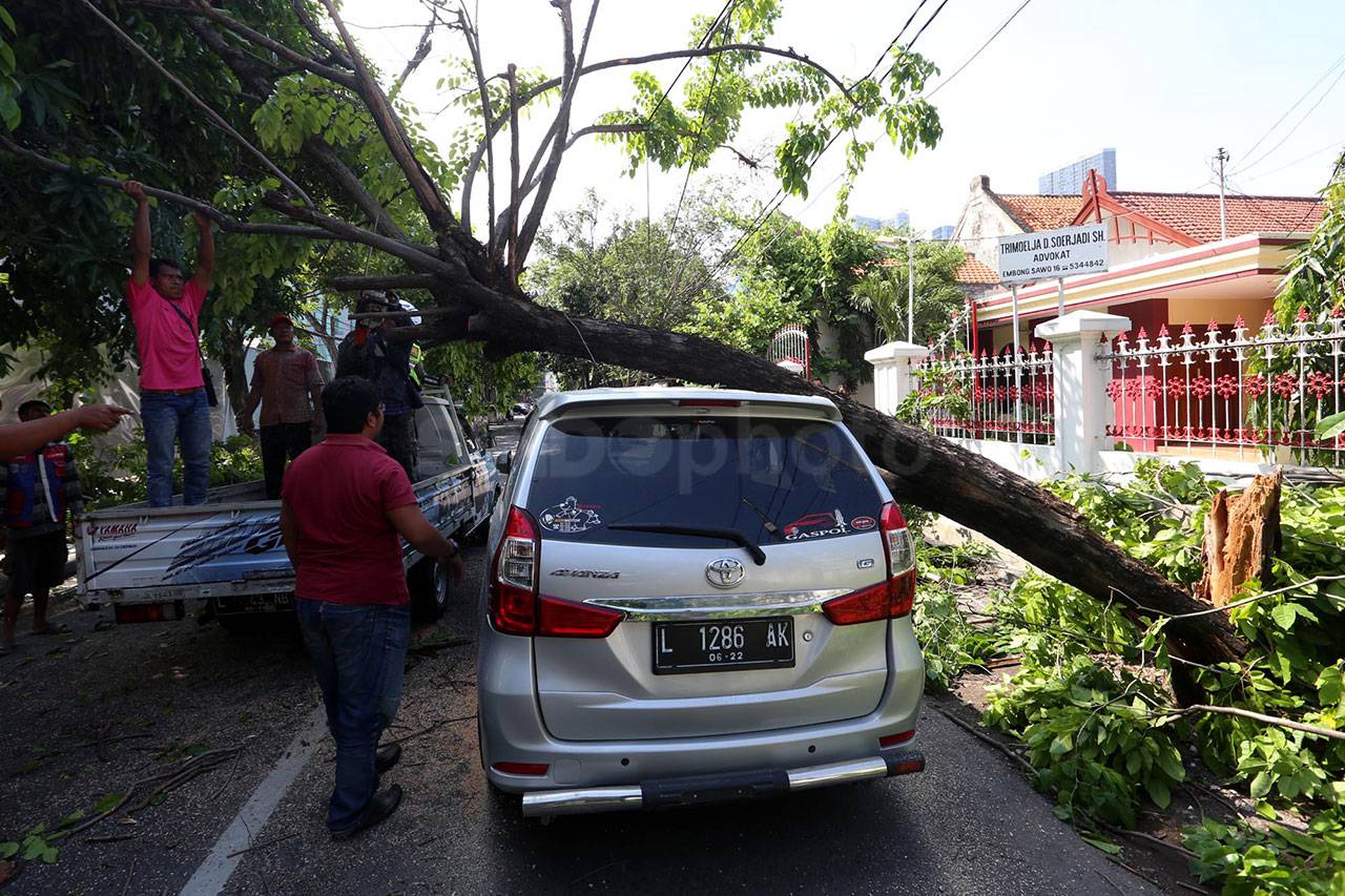 Pohon Tumbang Timpa...