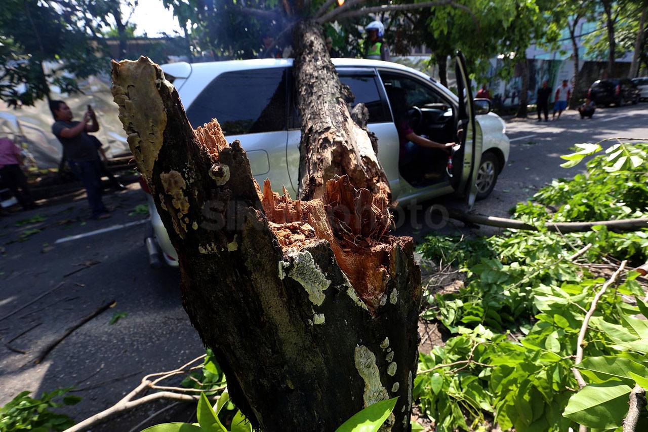 Pohon Tumbang Timpa...
