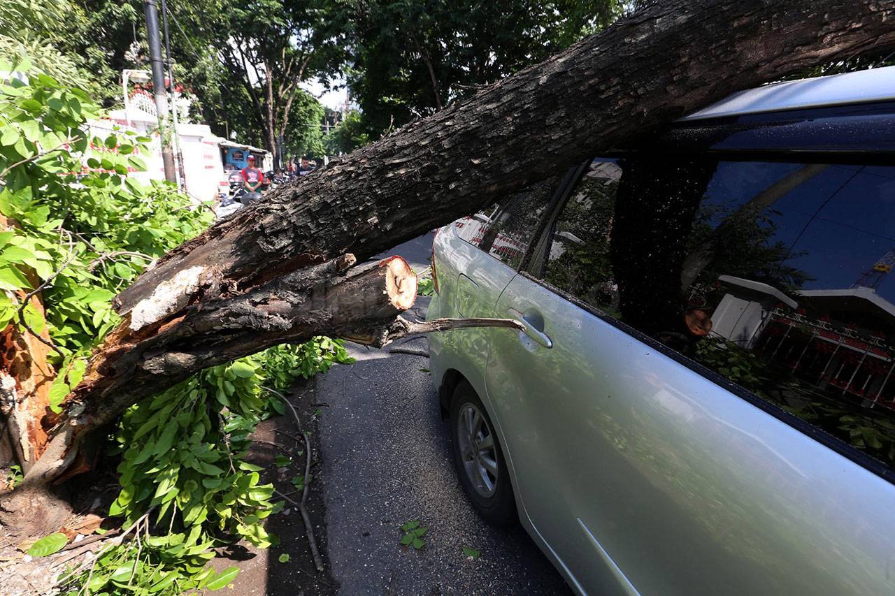 Pohon Tumbang Timpa...