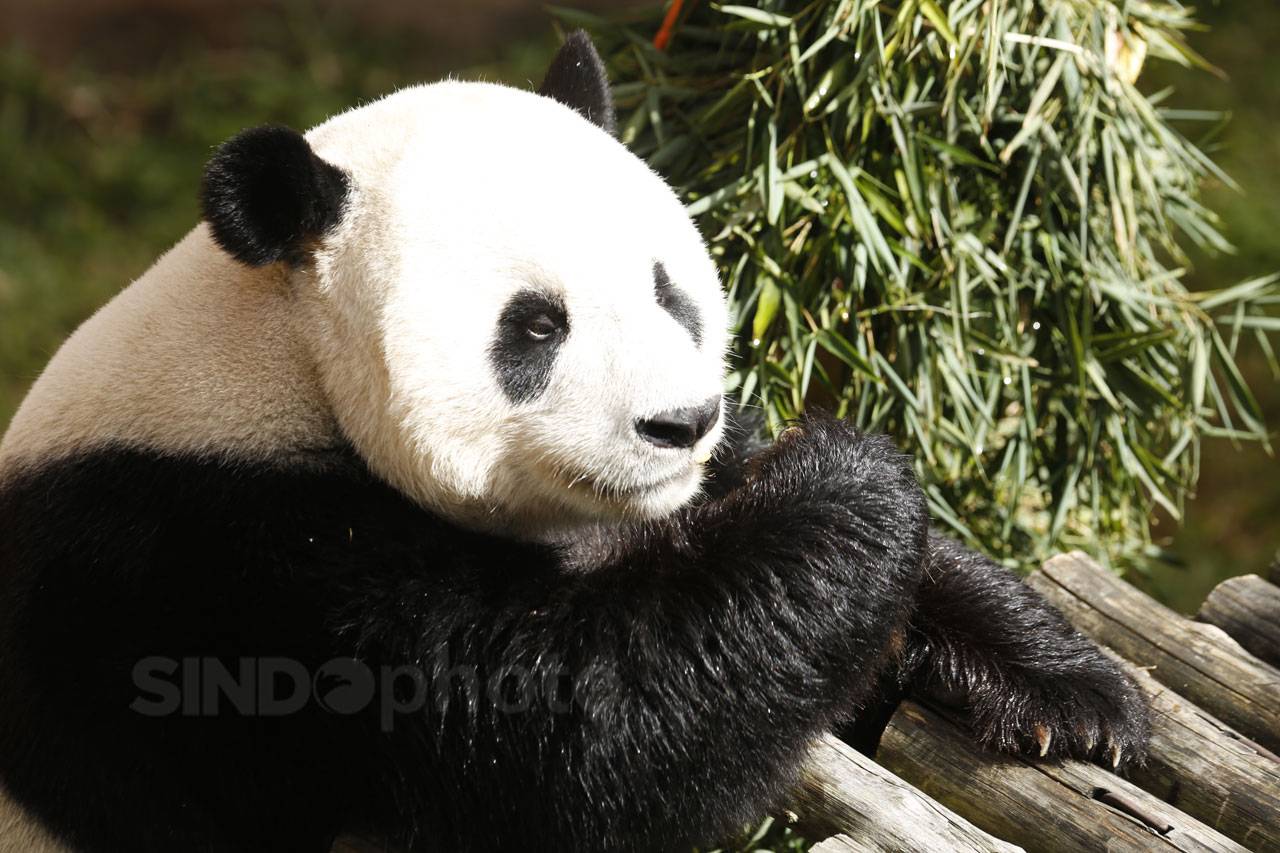 Panda Cai Tao Dapat...
