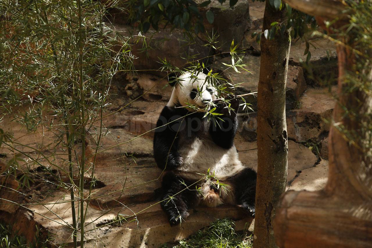 Panda Cai Tao Dapat...