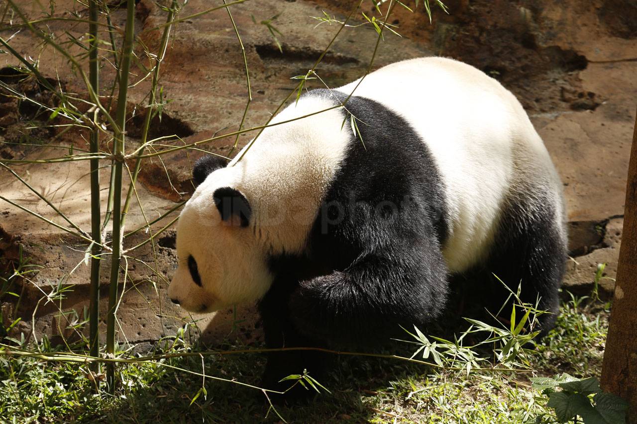 Panda Cai Tao Dapat...
