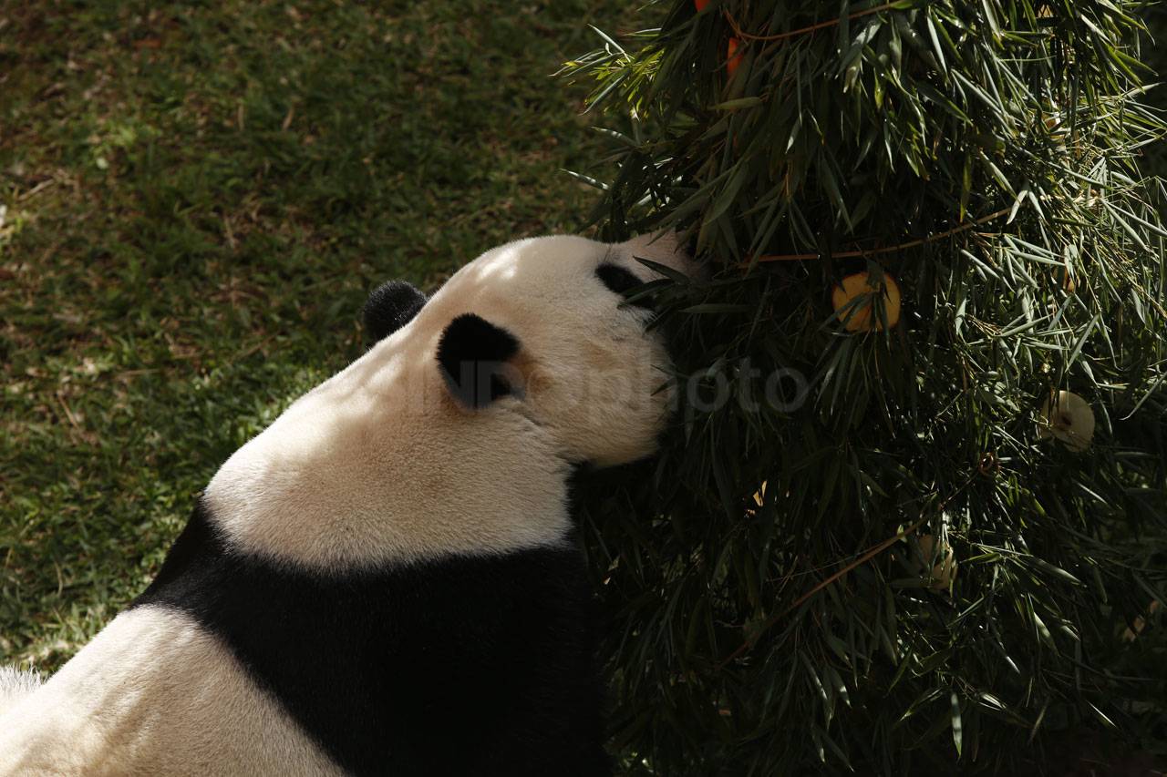 Panda Cai Tao Dapat...