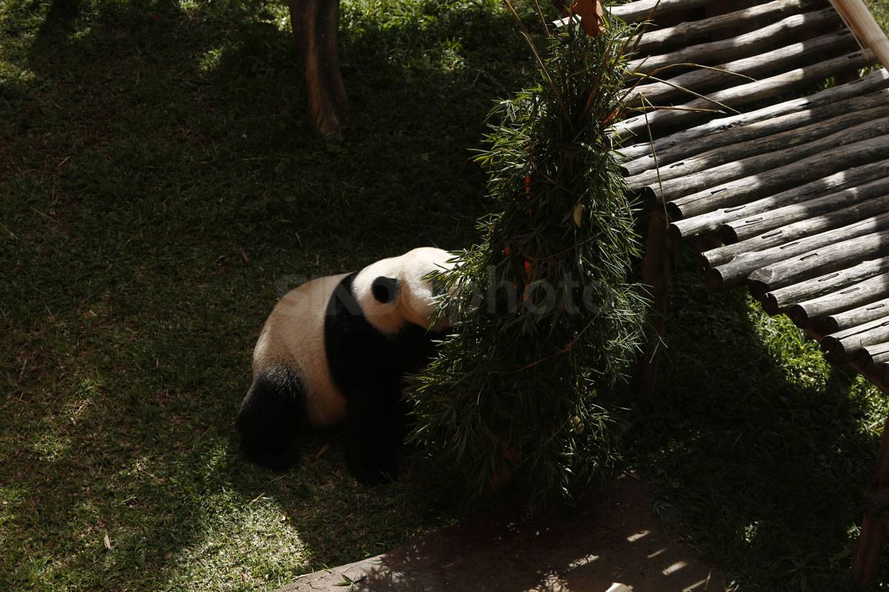 Panda Cai Tao Dapat...