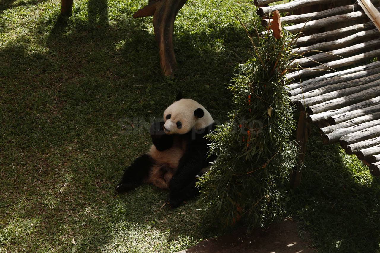 Panda Cai Tao Dapat...