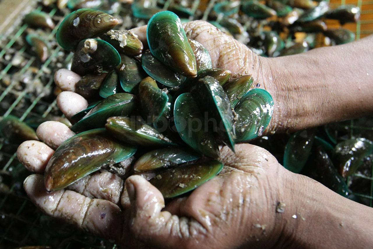 Kampung Kerang Hijau...