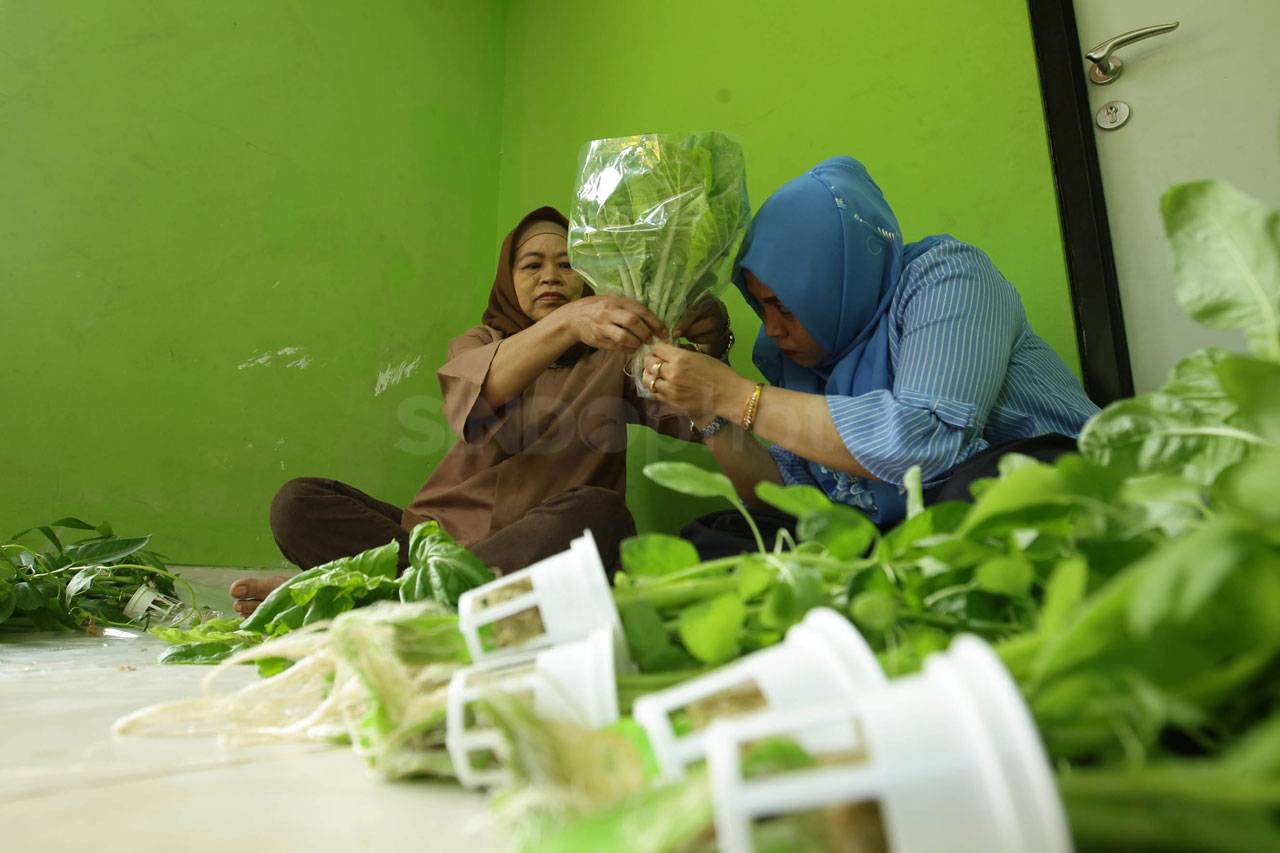 Panen Sayur Hidroponik...
