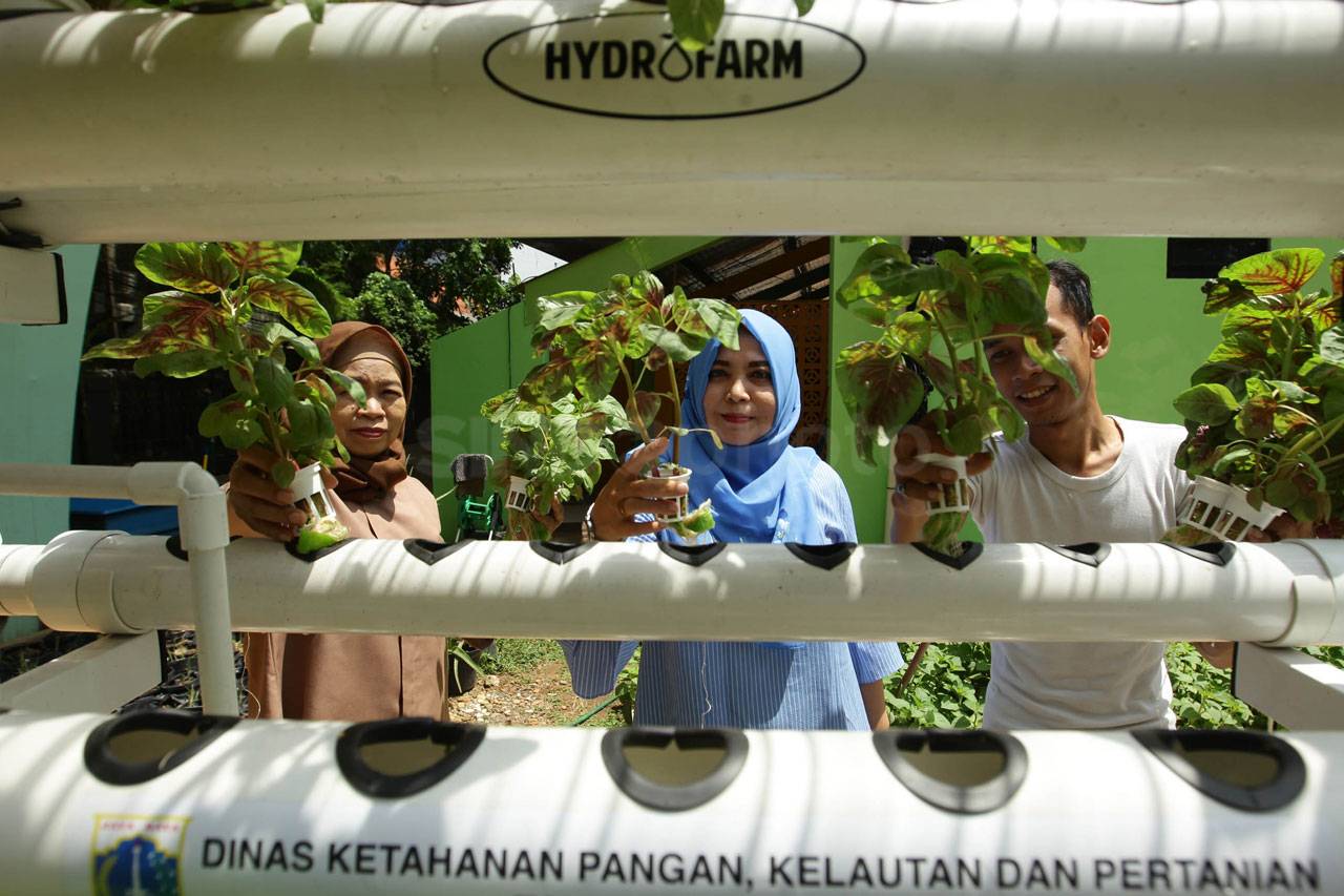 Panen Sayur Hidroponik...