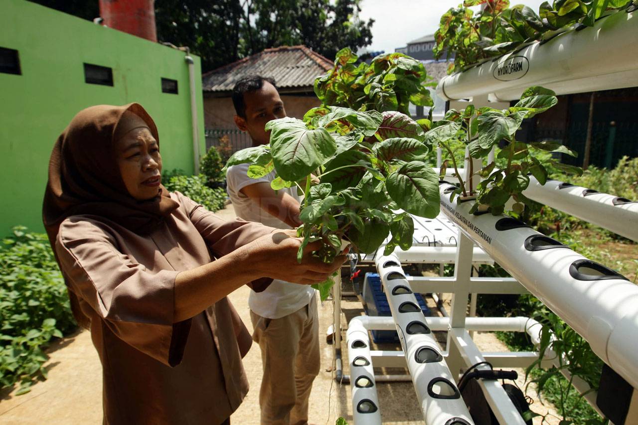 Panen Sayur Hidroponik...