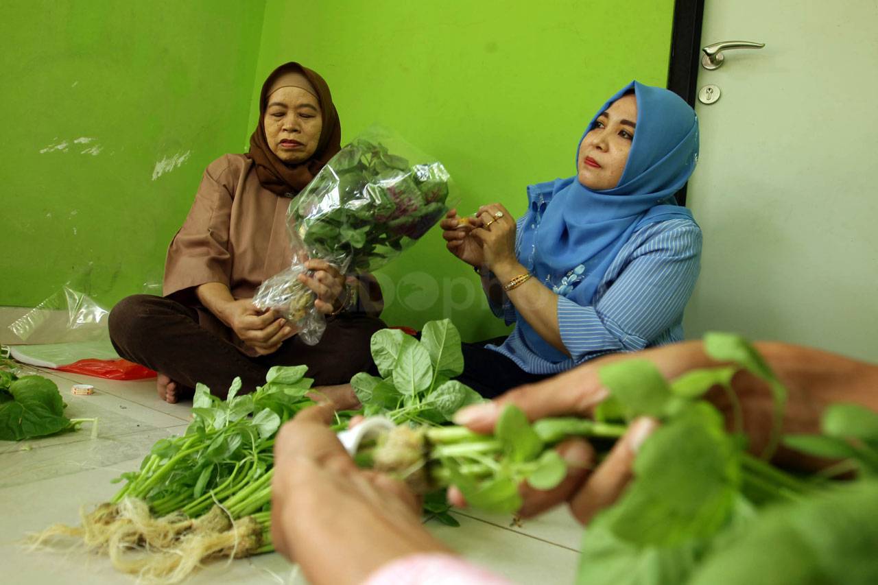 Panen Sayur Hidroponik...