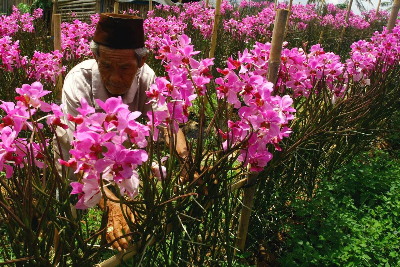 Budi Daya Anggrek Vanda...