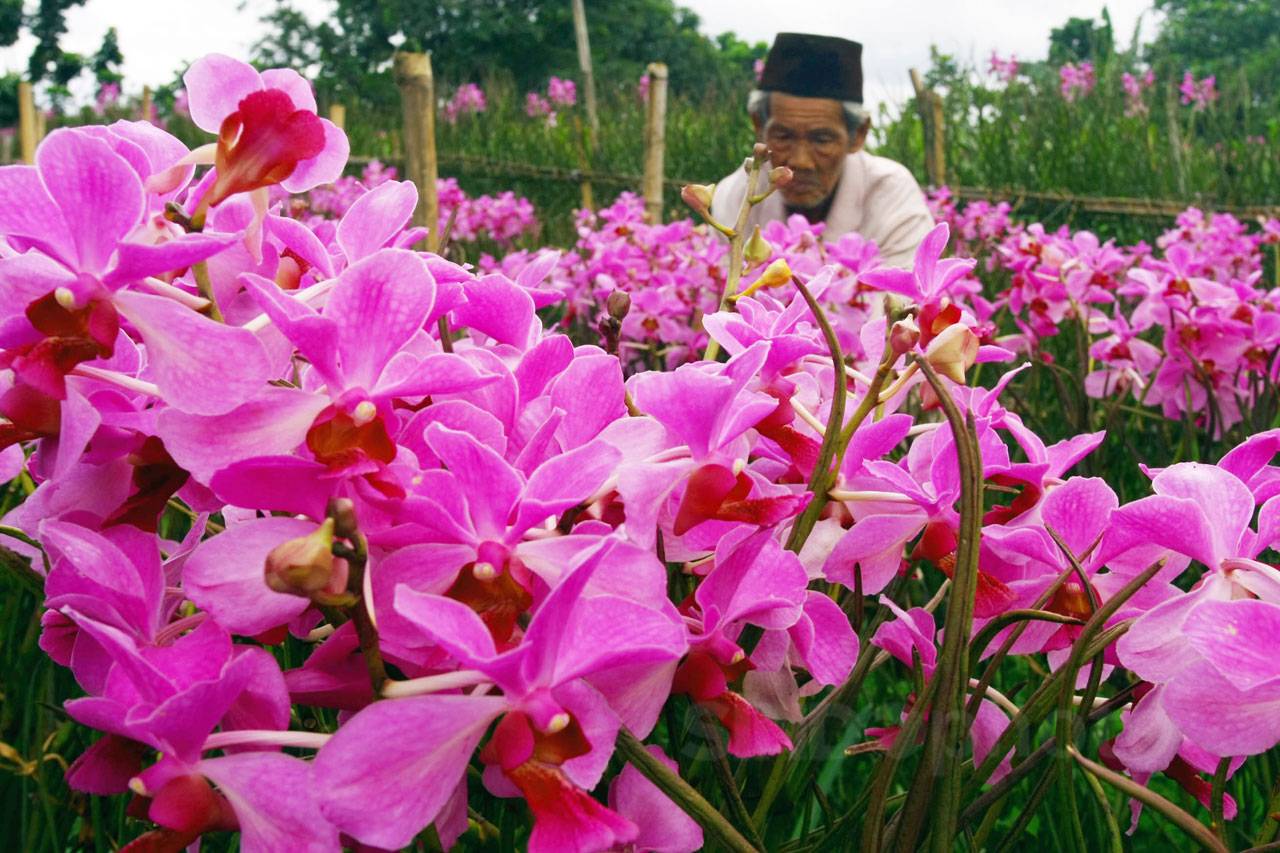 Budi Daya Anggrek Vanda...