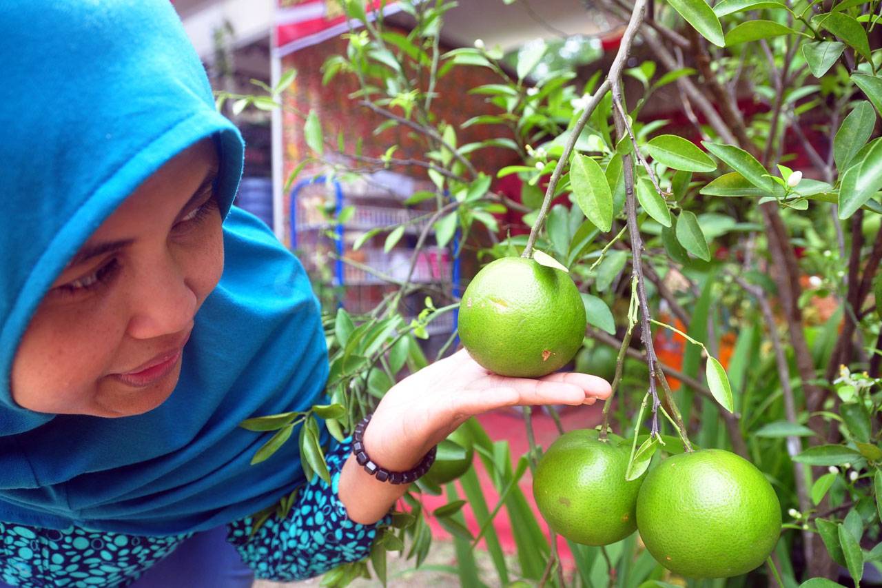 Buah Unggulan 35 Kota...