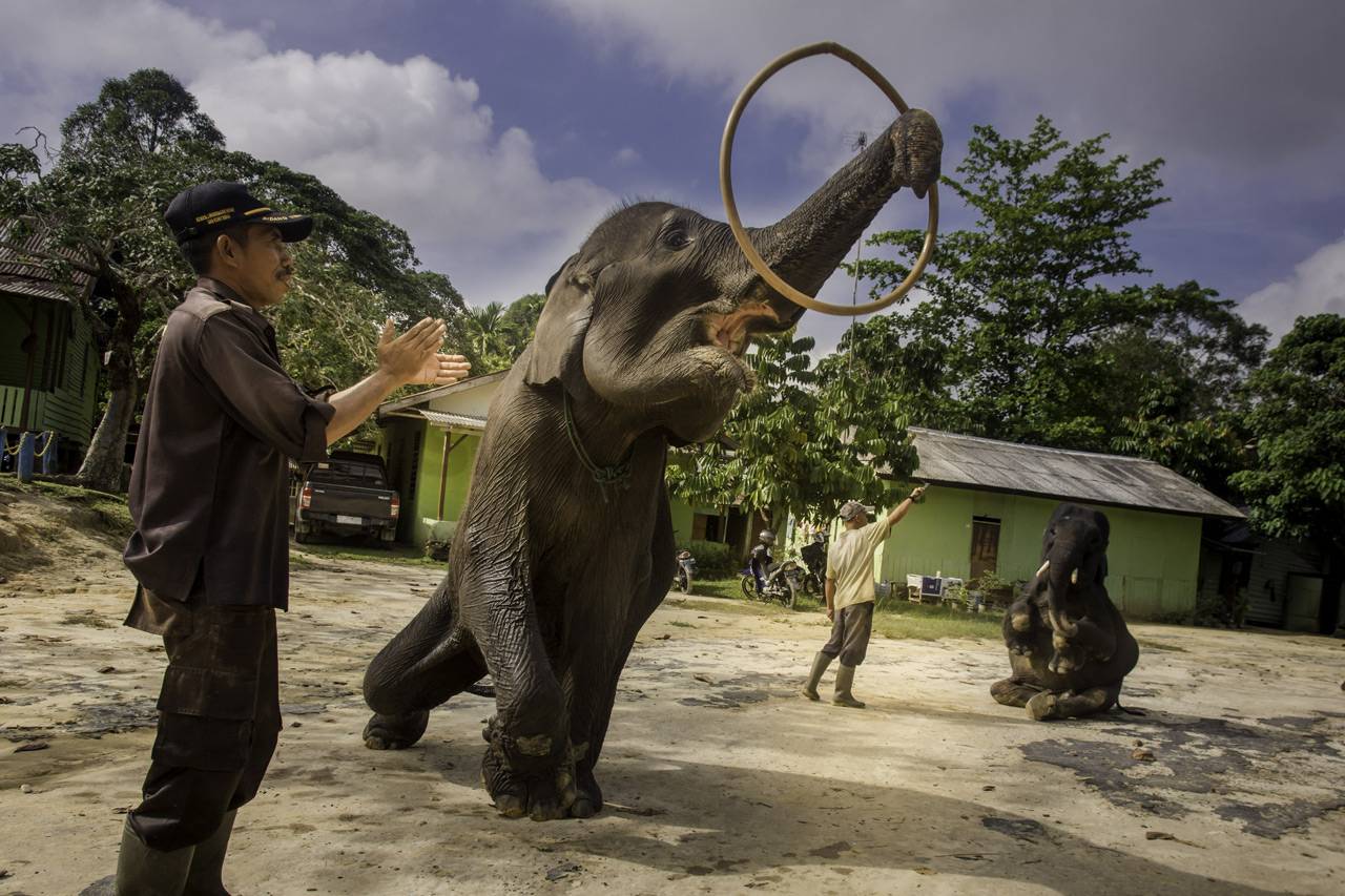 Populasi Gajah Sumatera...