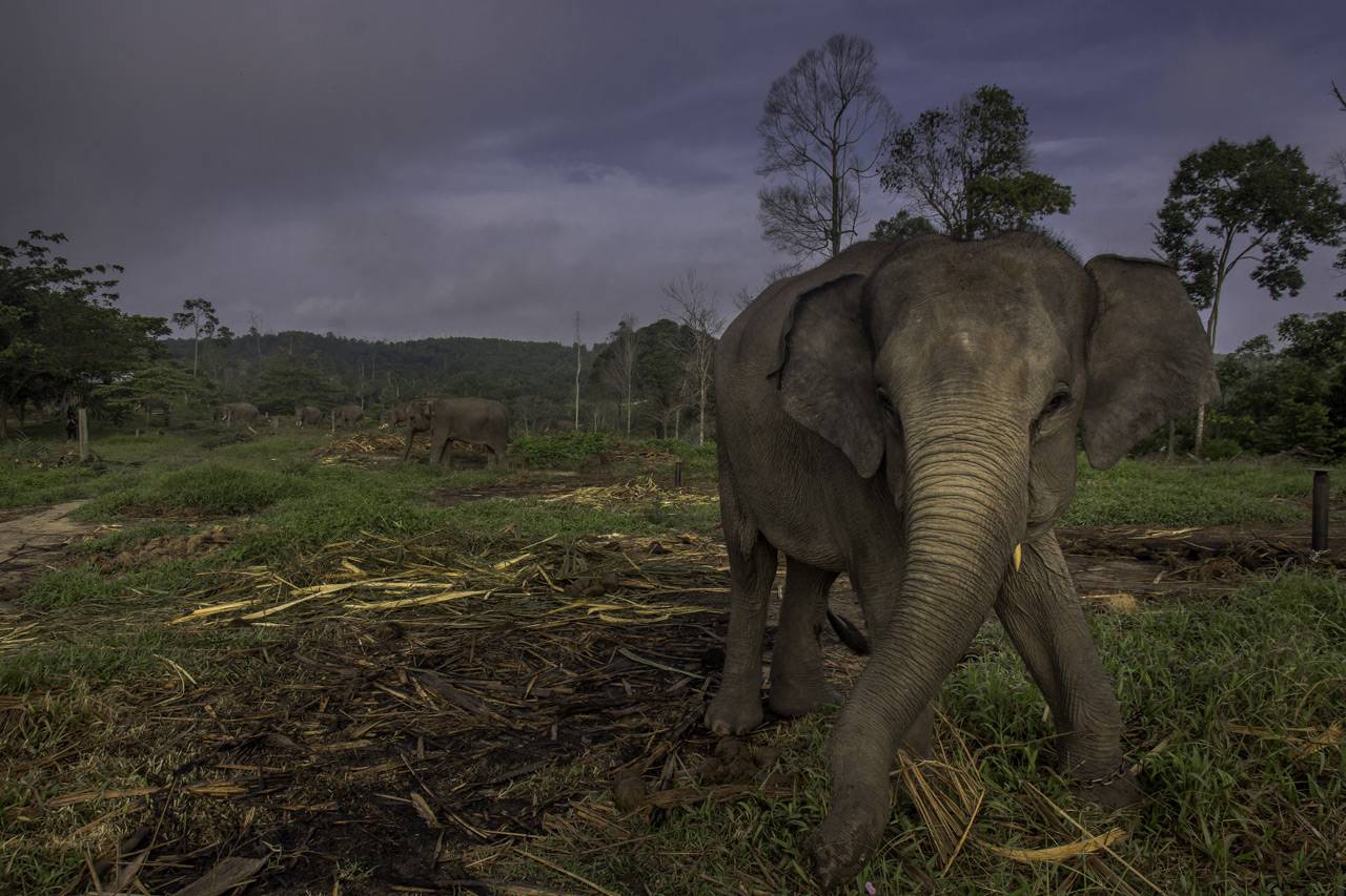 Populasi Gajah Sumatera...