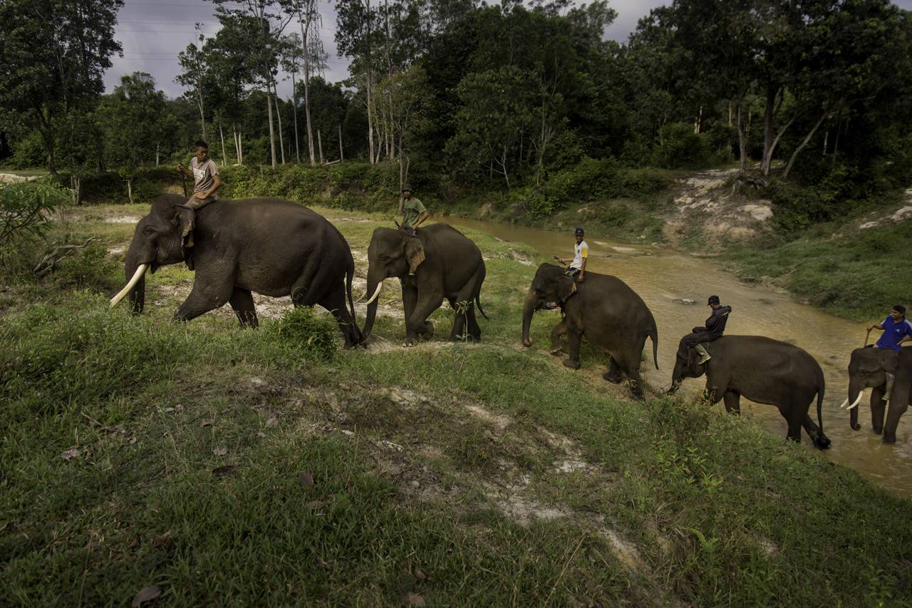 Populasi Gajah Sumatera...
