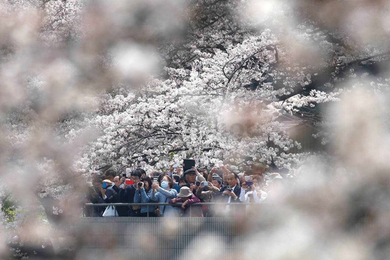 Indahnya Musim Sakura...