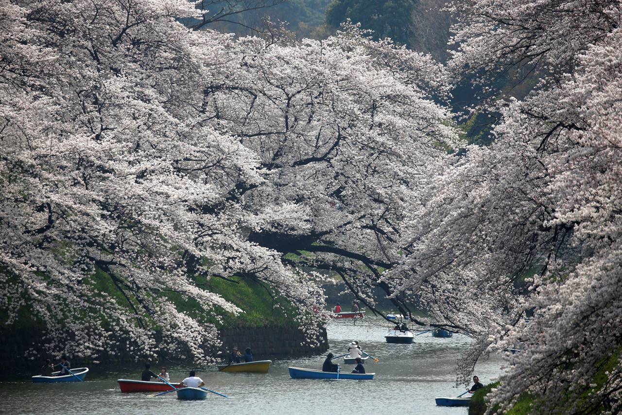 Indahnya Musim Sakura...