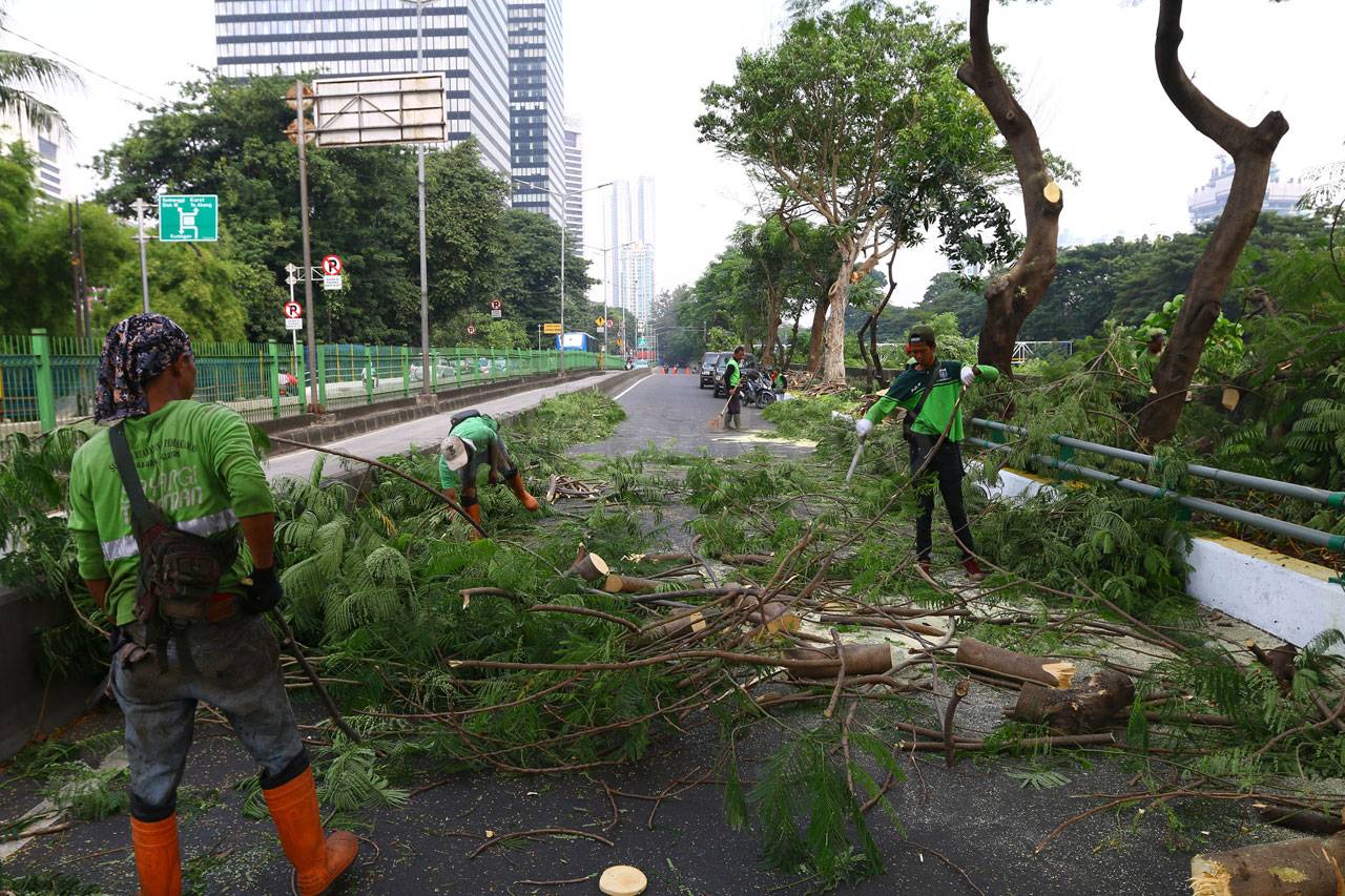Pemangkasan Pohon Pinggir...
