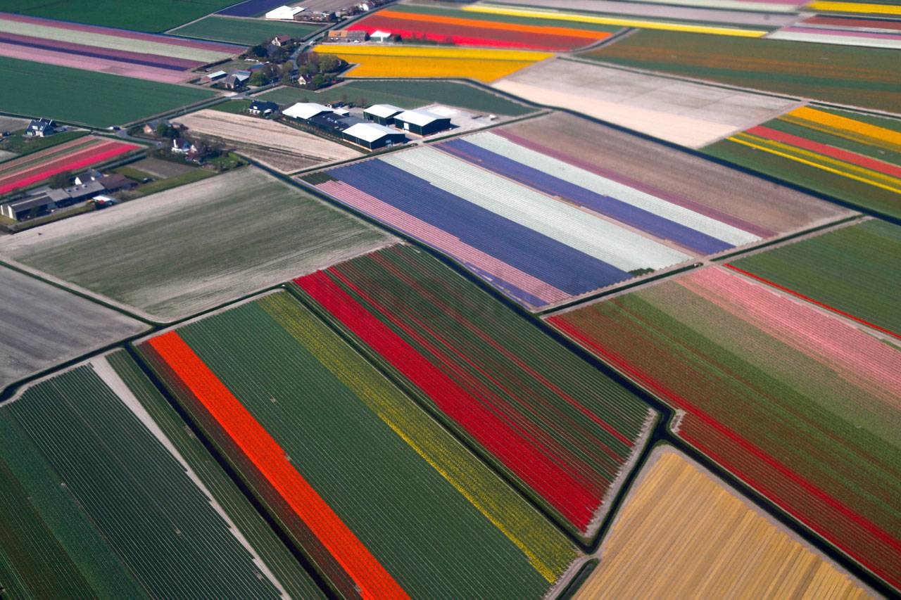Warna-warni Bunga Tulip...