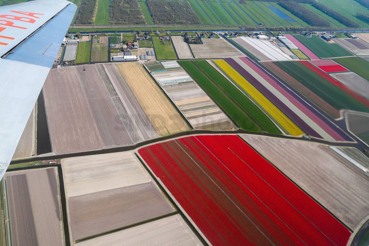 Warna-warni Bunga Tulip...