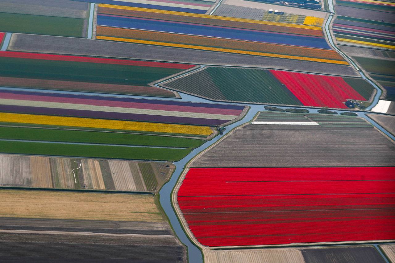 Warna-warni Bunga Tulip...
