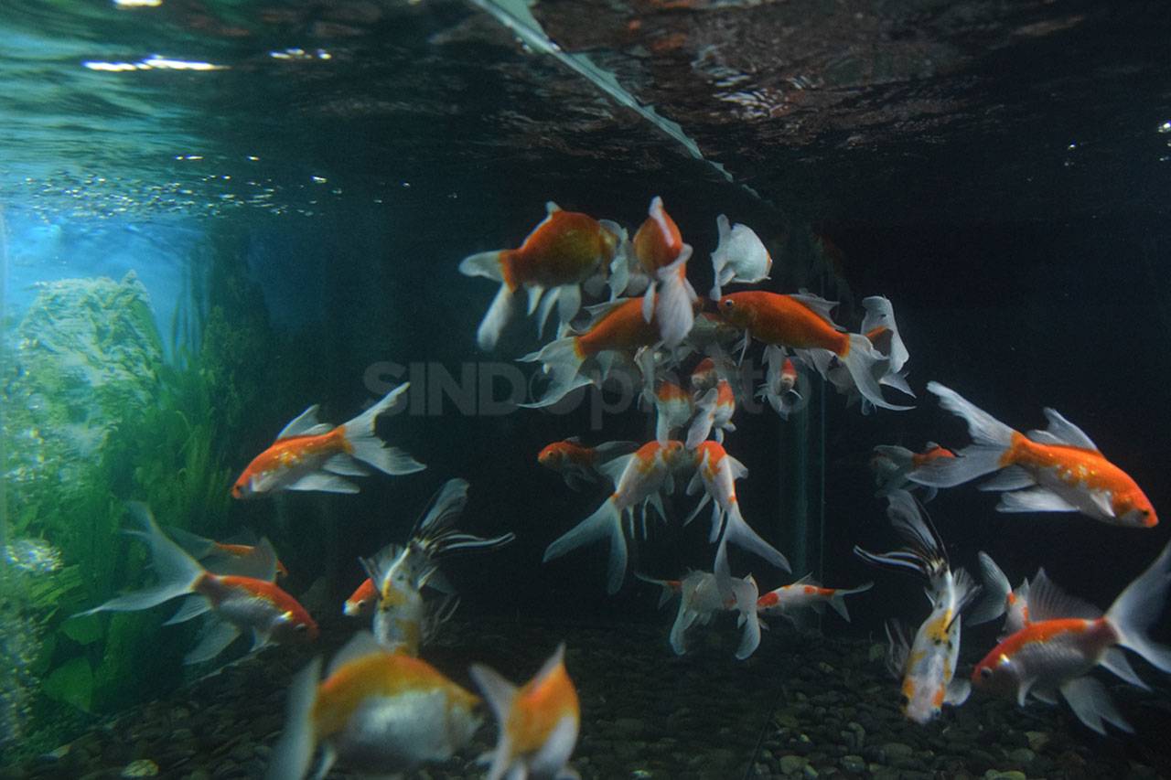 Warna-warni Ikan Tawar...