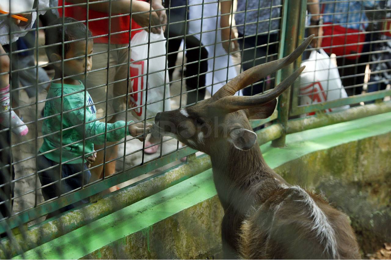 Taman Margasatwa Ragunan...