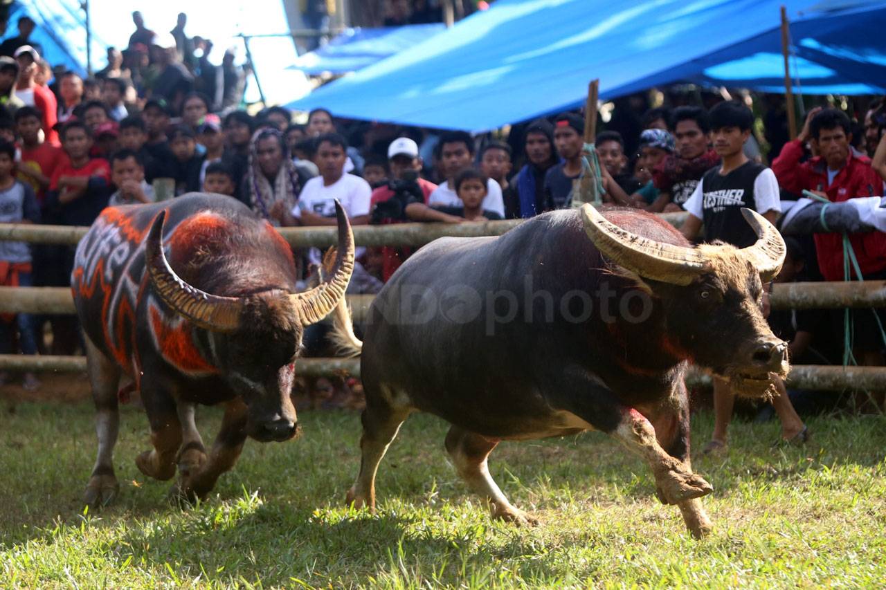 Melihat Keseruan Mappasilaga...