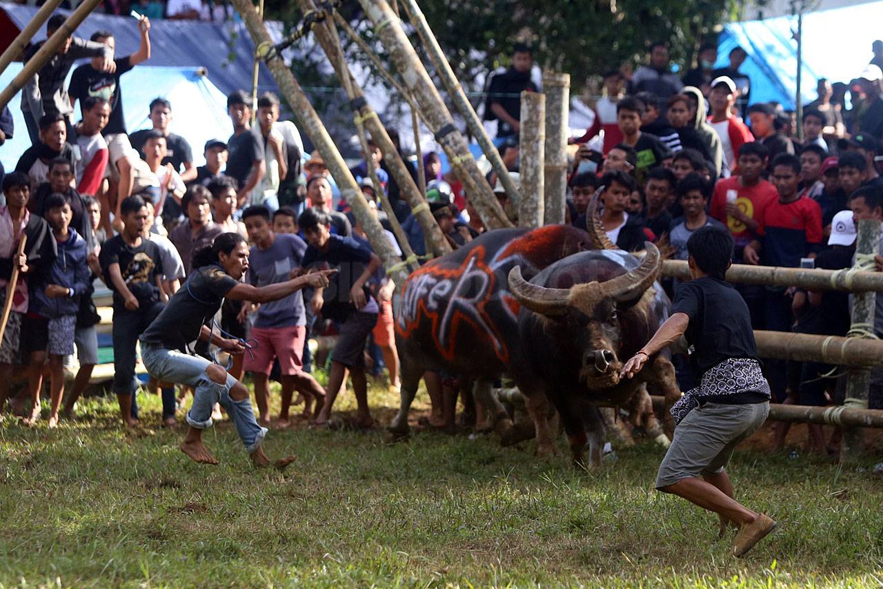 Melihat Keseruan Mappasilaga...