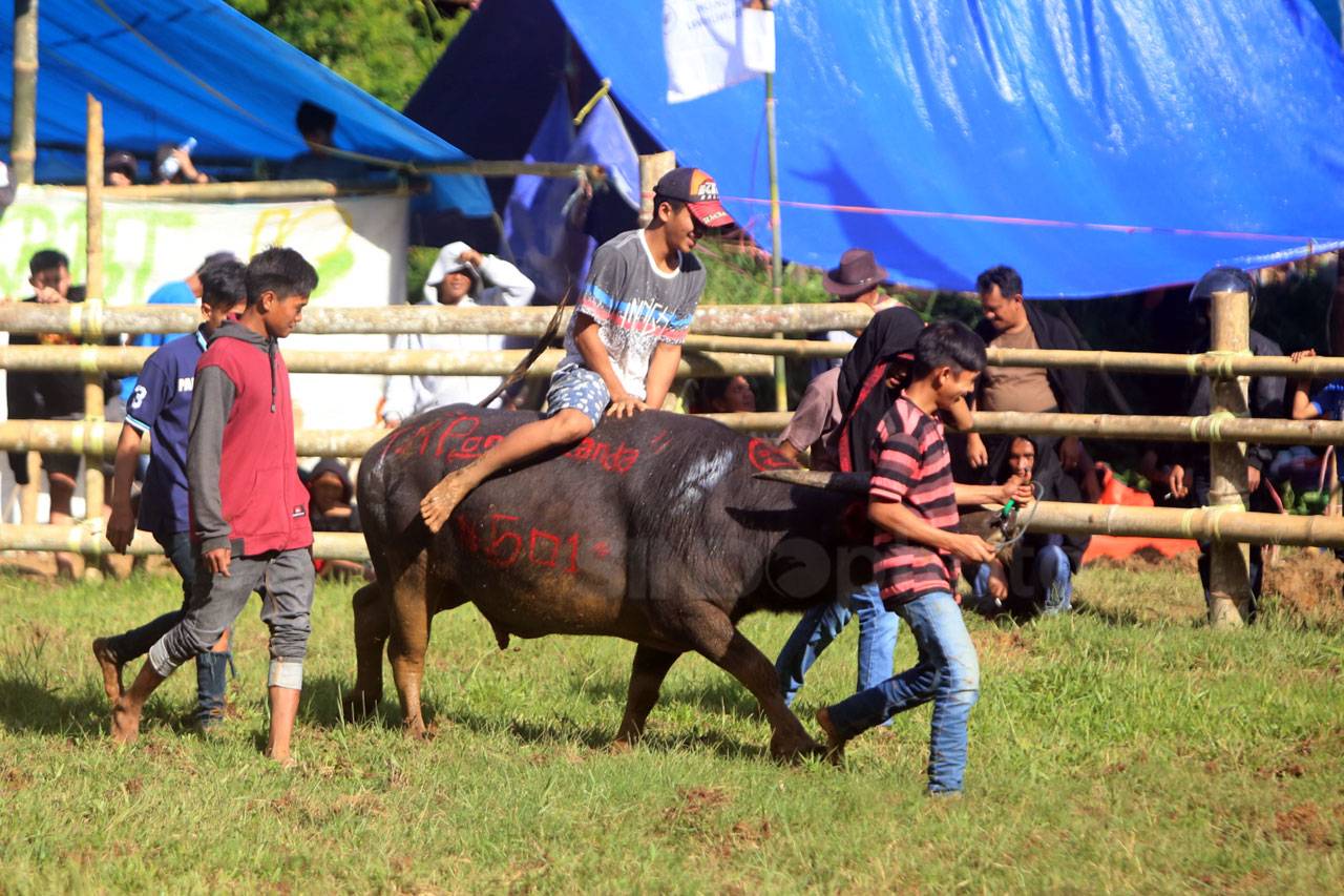 Melihat Keseruan Mappasilaga...