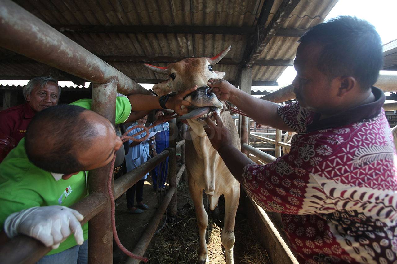 Puluhan Sapi Potong...