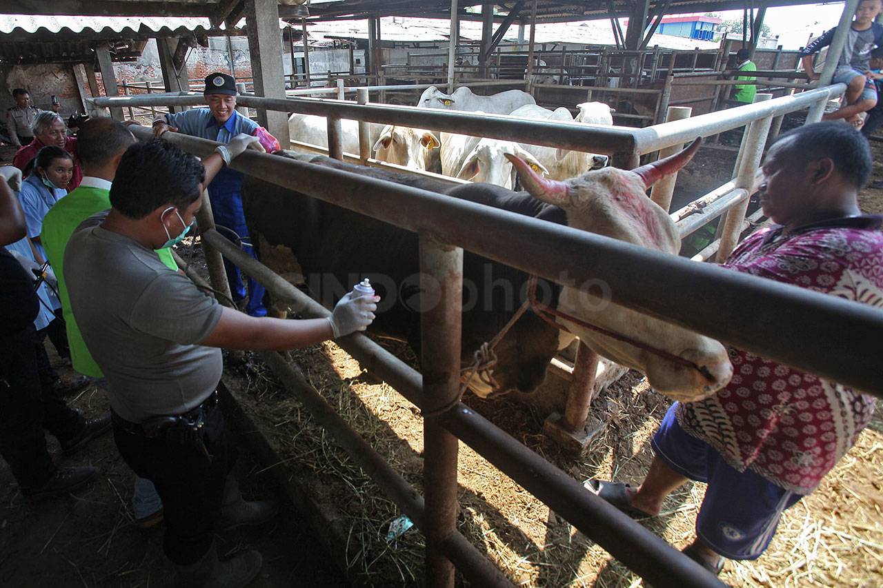 Puluhan Sapi Potong...