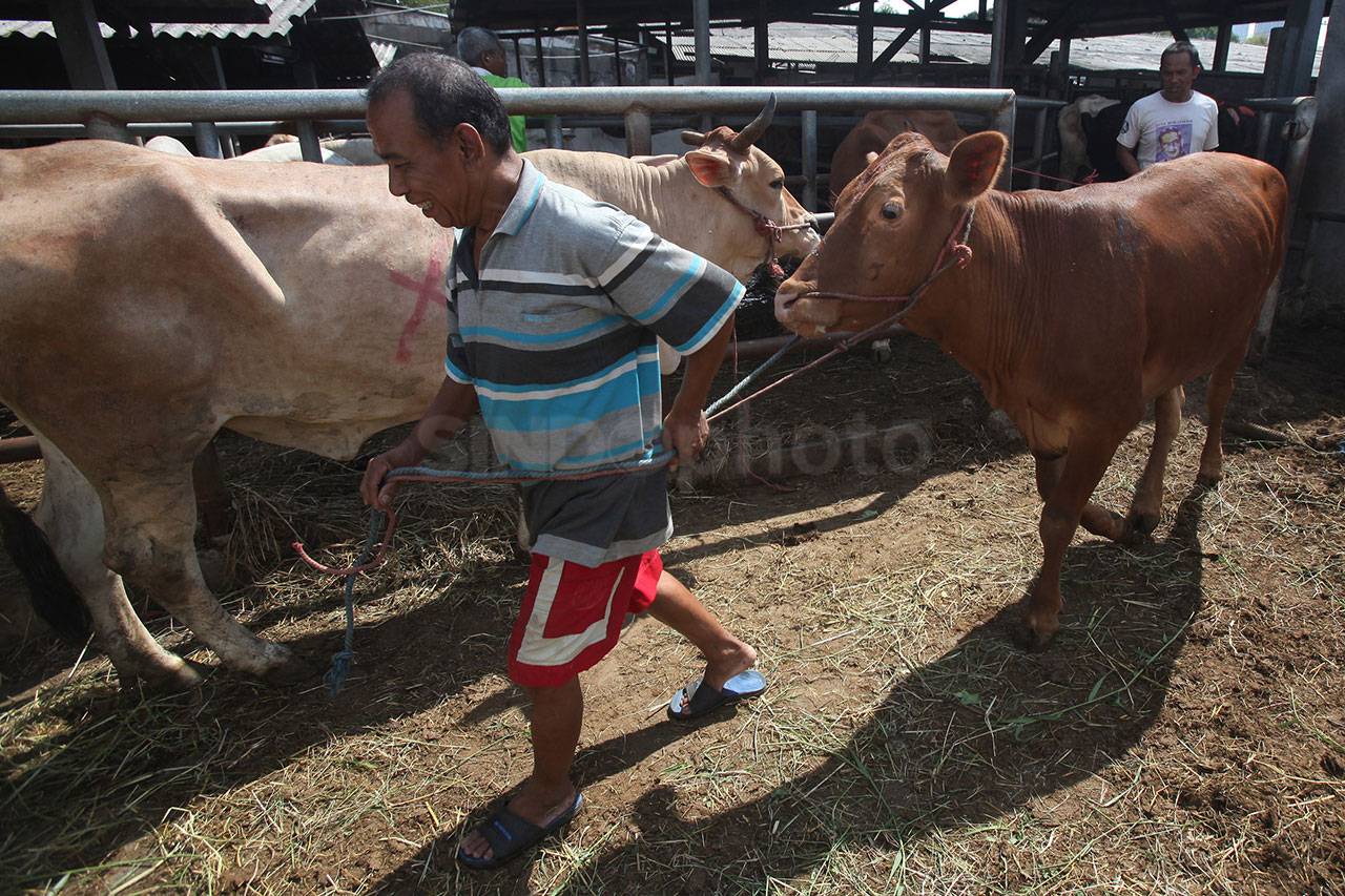 Puluhan Sapi Potong...