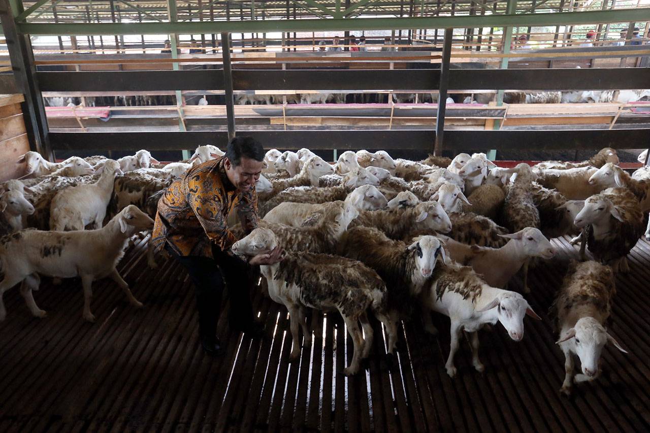 Mentan Cek Domba Potong...