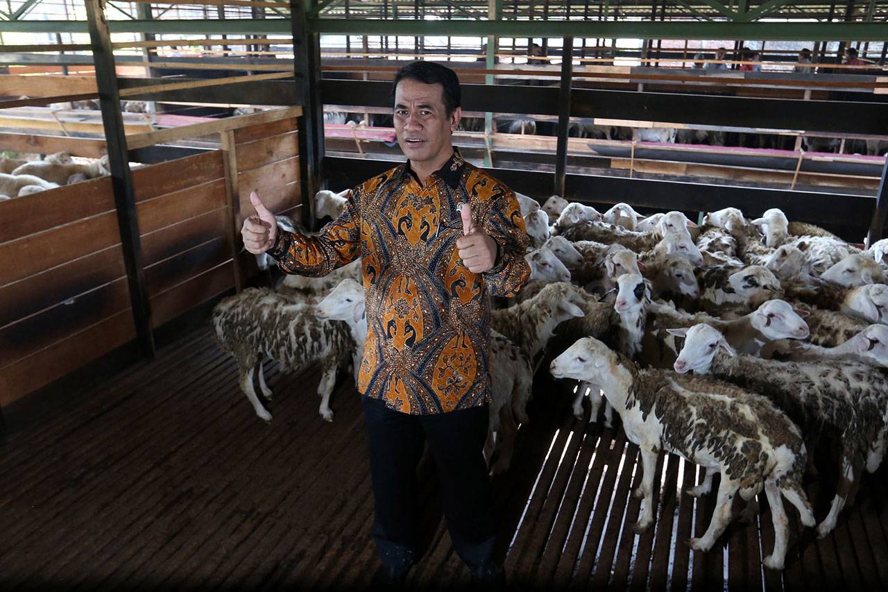 Mentan Cek Domba Potong...