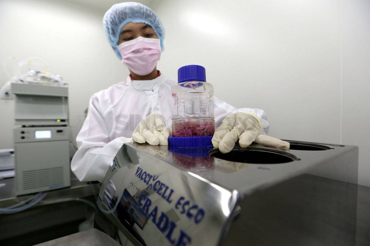 Kembangkang Stem Cell,...