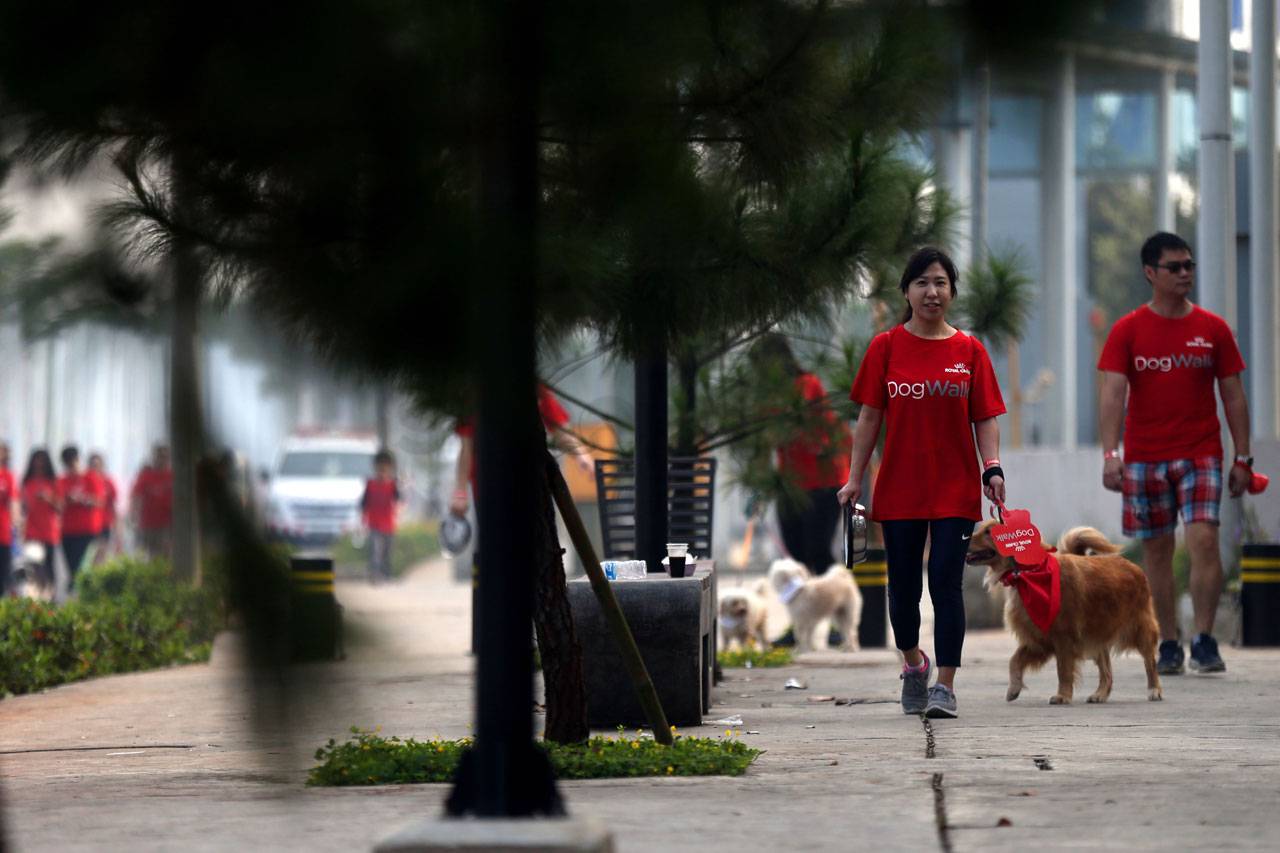 Jalan Santai Royal Canin...