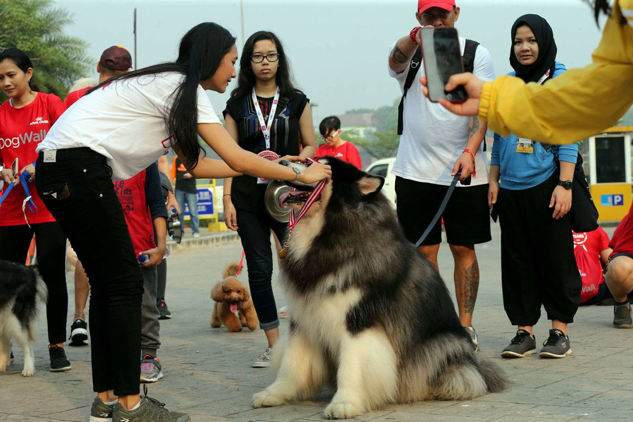 Jalan Santai Royal Canin...