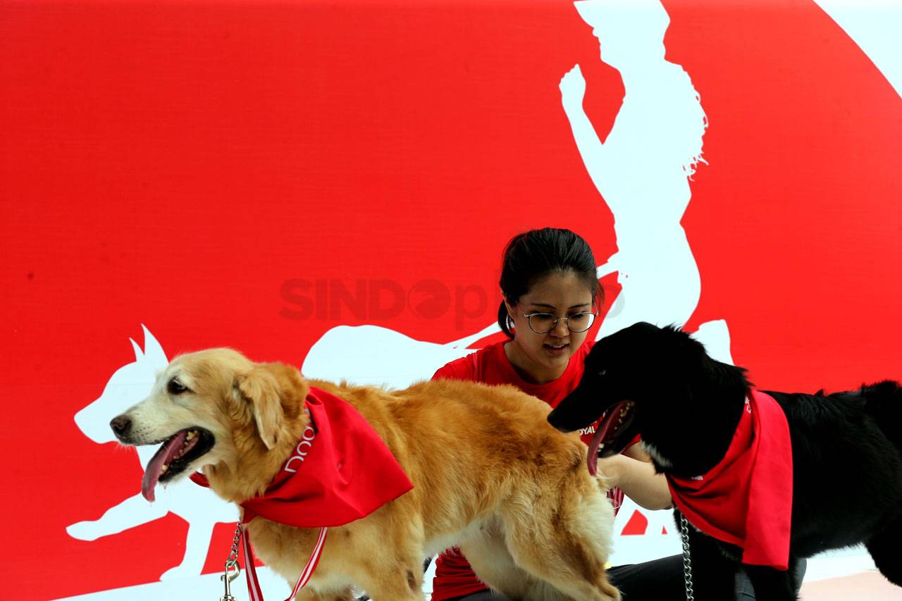 Jalan Santai Royal Canin...