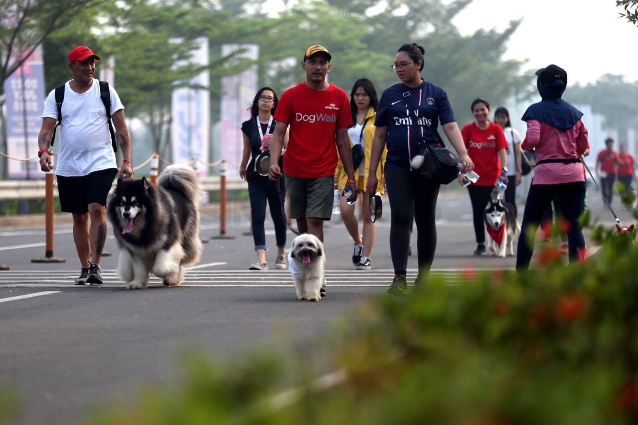 Jalan Santai Royal Canin...